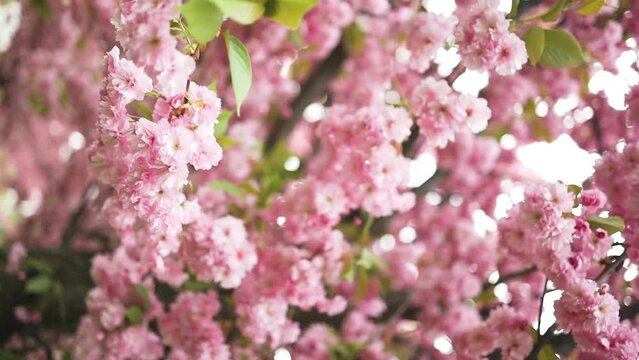 Blooming Cherry plum tree with pink flowers. Japanese garden in blossom. High quality FullHD footage