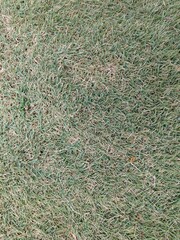 Green grass texture background, grass garden, green backdrop, lawn, pattern textured, gold course, dry lawn 