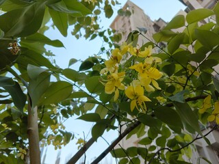Cassia Fistula, golden shower, purging cassia, Indian laburnum, Yellow flowers background, beautiful floral bright yellow flowers  - obrazy, fototapety, plakaty