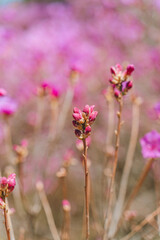 Azalea flowers and buds are blooming