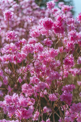 Azalea flowers and buds are blooming