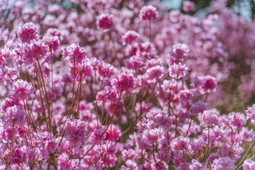 Fototapeten Azalea flowers and buds are blooming © yonghoe