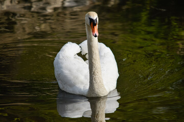 Höckerschwan frontal-Majestätischer Blick auf dem Wasser