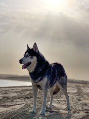 A Husky dog on a sand beach in a cloudy sky.