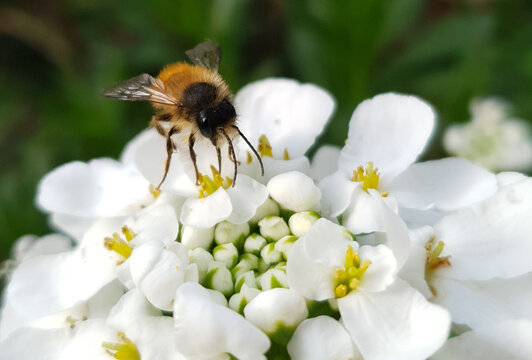 Erdbiene auf einer weissen Bl&uuml;te