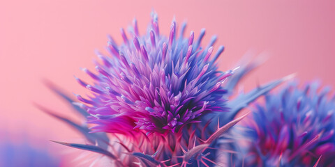 Vibrant Pink and Blue Thistle Flower Macro on Gradient Background