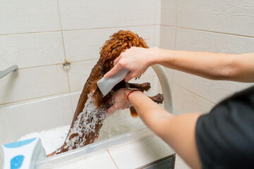 close-up in the grooming salon of a small red dog being washed in the bath
