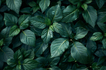 Lush Green Foliage: Textured Leaves in Natural Patterns