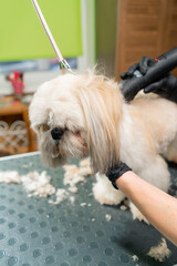 close up in a grooming salon small white spitz the groomer trims the dog's body and shortens the...