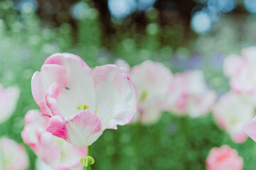 森林公園に咲く美しいチューリップ