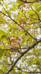 葉桜｜花びらが散った日本の桜の木