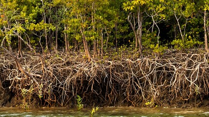 Long shot of trees from the Sunderbans