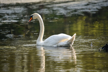 Eleganter Höckerschwan auf dem Wasser-Anmutige Spiegelung