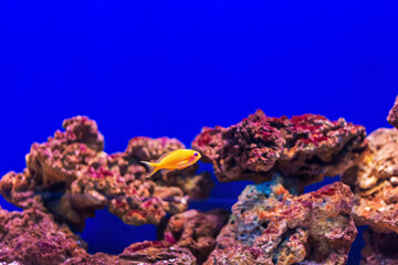 Tropical marine fish on a coral reef. - 783703878