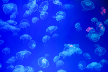Jellyfish in their natural habitat. - 783703890