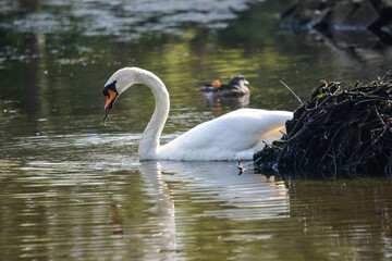 Höckerschwan am Nest-Naturidyll am Wasser