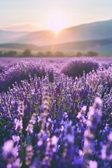 A panoramic view of a captivating lavender field in full bloom