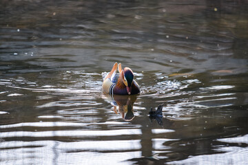 Eine Ente schwimmt in einem See, ein Vogel in seiner Natur, Ein Tier im Park