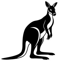 kangaroo illustration