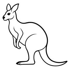kangaroo illustration