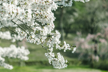青空の下満開に咲いた桜の花