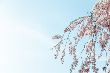 青空の下満開に咲いたしだれ桜の花