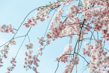 青空の下満開に咲いたしだれ桜の花