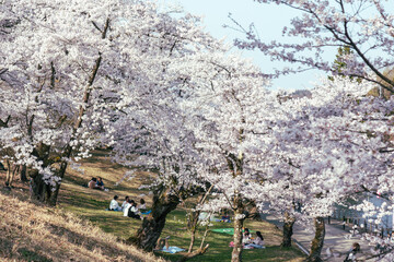 青空の下満開に咲いた桜の花