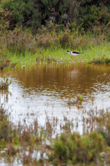 échasse blanche au milieu des marais salants de Tavira au Portugal