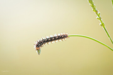 Spiky single caterpillar isolated on stalk of green plant, macro closeup, simple and minimal, copy space, environment, nature, biodiversity, earth