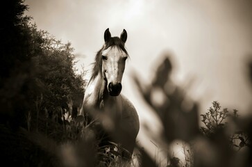 horse in the morning