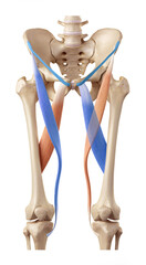 Femoral Triangle Boundaries - sartorius, adductor longus, inguinal ligament