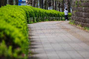 東京港区元赤坂の鮮やかな新緑と歩道