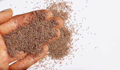 Hand holding a handful of psyllium seeds on a white background - obrazy, fototapety, plakaty