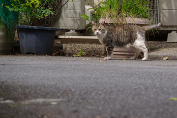 東京新宿区南元町新助坂の路地猫