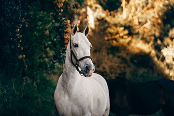 horse, animal, head, farm, white, portrait, brown, equine, stallion, nature, mammal, equestrian,...