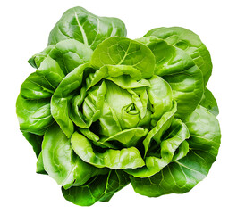 Fresh green lettuce isolated on transparent background. Png format