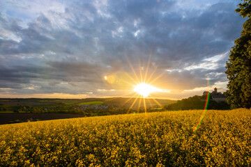Landscape at sunrise. Beautiful morning landscape with fresh yellow rapeseed fields in spring....