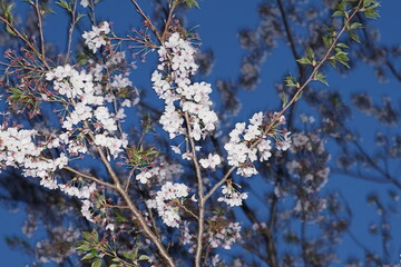 夜桜