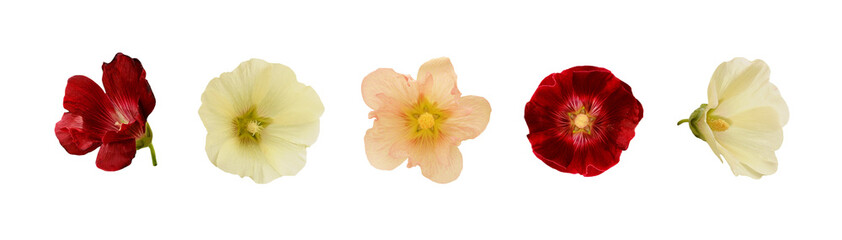 Set of mallow flowers isolated on white or transparent background