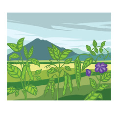 Soybean, pea field, landscape. cartoon Vector