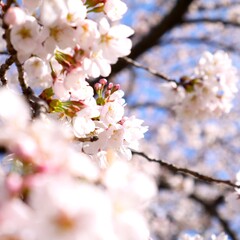 日本の満開の桜の花