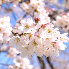 日本の満開の桜の花