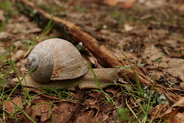 Snail in April