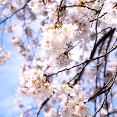 日本の満開の桜の花