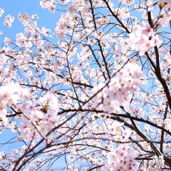 日本の満開の桜の花