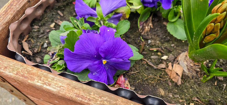 Colorful pansies or purple violets in spring awaken spring feelings and are a magnificent flower magic in the garden with yellow, pink, rose and violet as colorful flowers