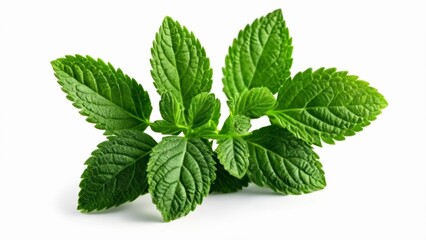  Fresh mint leaves ready to add zest to your culinary creations - obrazy, fototapety, plakaty