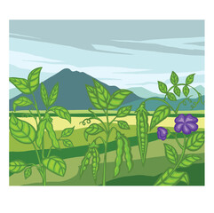 Soybean, pea field, landscape. cartoon Vector illustration.