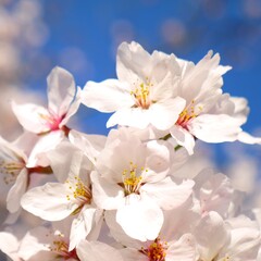 日本の満開の桜の花